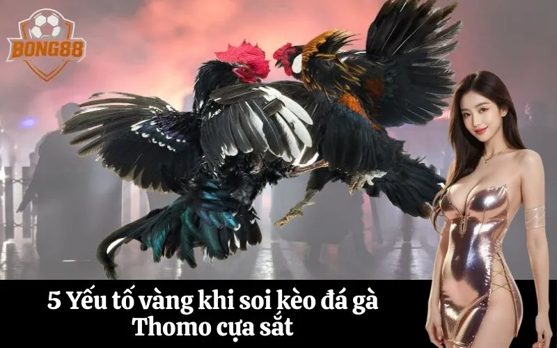 5 Yếu tố vàng khi soi kèo đá gà Thomo cựa sắt