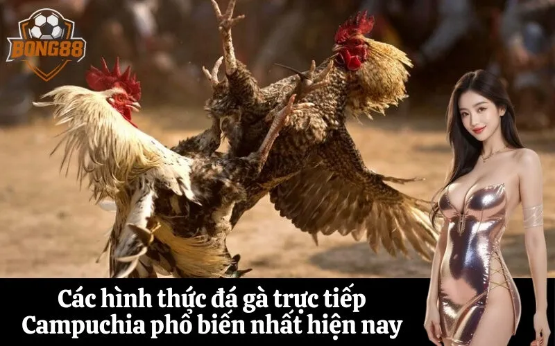 Các hình thức đá gà trực tiếp Campuchia phổ biến nhất hiện nay