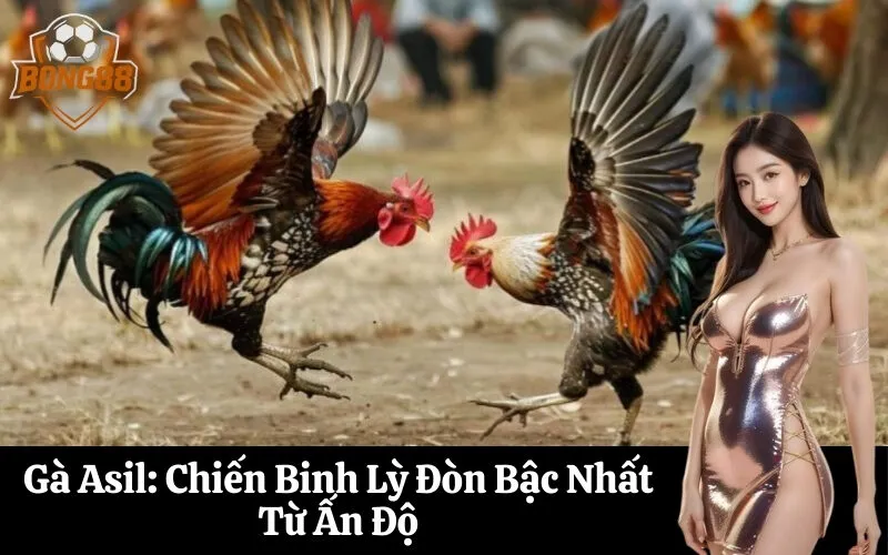 Gà Asil Chiến Binh Lỳ Đòn Bậc Nhất Từ Ấn Độ