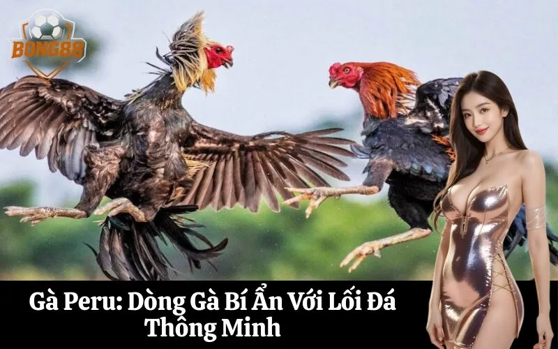 Gà Peru Dòng Gà Bí Ẩn Với Lối Đá Thông Minh