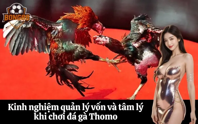 Kinh nghiệm quản lý vốn và tâm lý khi chơi đá gà Thomo