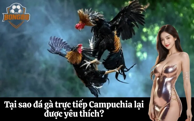 Tại sao đá gà trực tiếp Campuchia lại được yêu thích