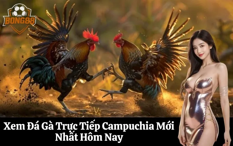Xem Đá Gà Trực Tiếp Campuchia Mới Nhất Hôm Nay